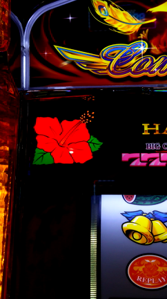 ⬛稼働報告⬛8月31日(木)～10月8日(日)ハナハナで深追いして負けるパターン……の記事動画