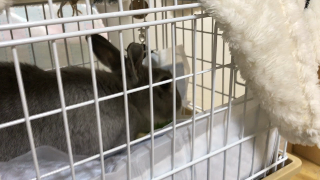 カルシウム尿対策 ツンデレうさぎのむすめ
