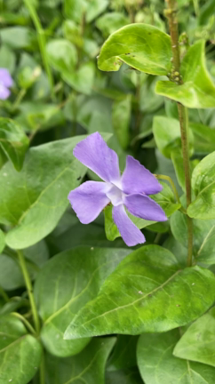 お花摘みに行きました〜。の記事動画