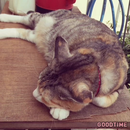 新入り！の記事動画