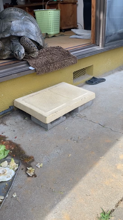 上がったら降りろ‼️の記事動画