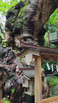 【熱海】【来宮神社】神社仏閣巡りの記事動画