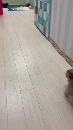 走るー走るーオイラ〜の記事動画