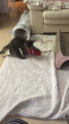 ロマン特訓中♪の記事動画