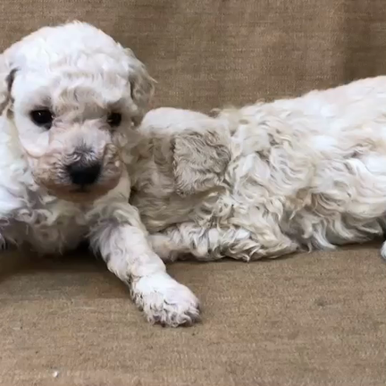 ホワイトのトイプードルの女の子の記事動画