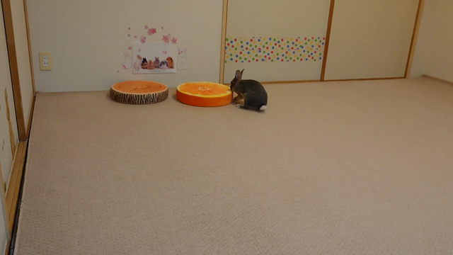 体調不良偽装疑惑？ですよの記事動画