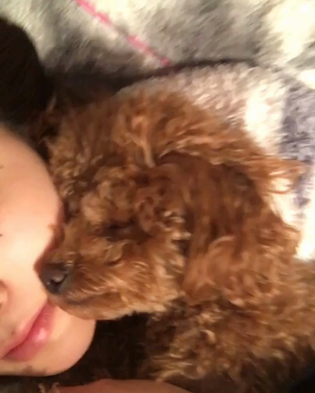 癒しの愛犬の記事動画