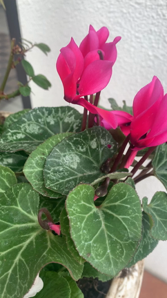 【広島市ピアノ教室】植え替えの記事動画