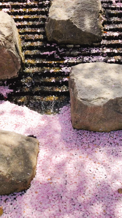 桜咲く「はじまり」のエネルギーに乗ってゆくの記事動画