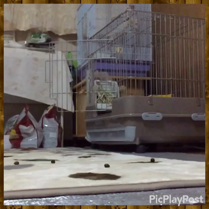 猛ダッシュ！！の記事動画