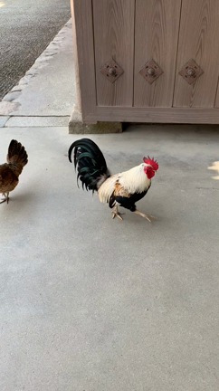 恵方神社への記事動画