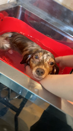 最新トリミング空き状況、定休日のご案内、ハーブパック、炭酸泉温浴のご紹介♪の記事動画