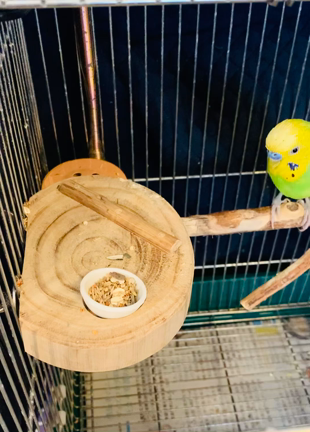 老鳥用の介護ステージ（台）♪ | 日々是鳥日～NPO法人「シェ