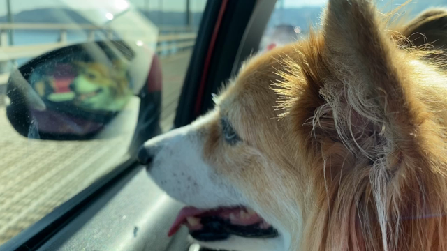 2022　コギクラオフ会　in Awajiの記事動画