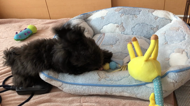 わんぱくぼーず✩*॰¨̮の記事動画