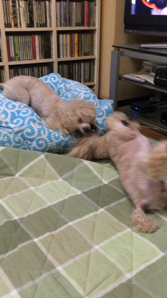 仲良し？？の記事動画