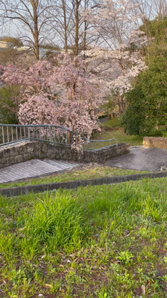 東公園から御呂戸川の桜リポートの記事動画