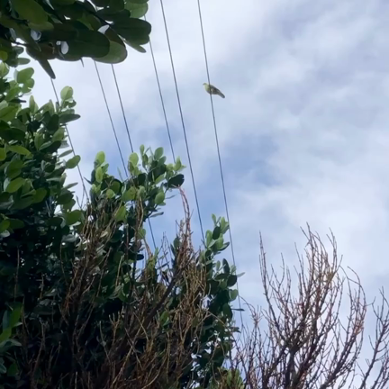 久しぶりのズアカアオバトの姿と声です！の記事動画