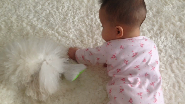 とうふVSミニぱうの記事動画