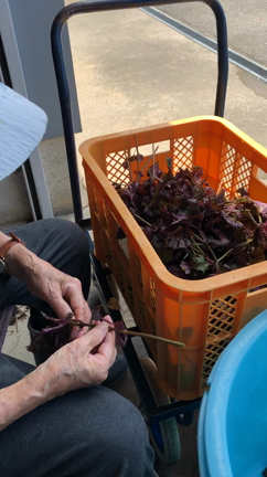 メンタル鋼いや脂肪の記事動画