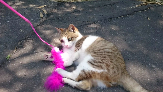 猫じゃらしで遊ぶネコ♪の記事動画