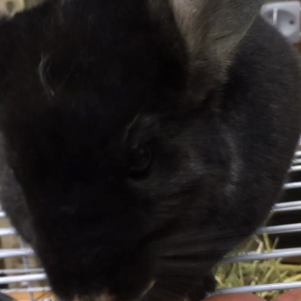 チンチラの記事動画