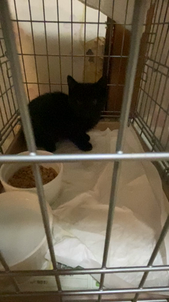 【保護】会社で保護した子と真っ黒黒助の男の子の記事動画