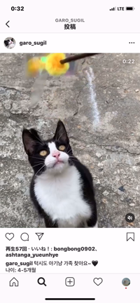 [韓国ソウル] 子猫の家族探してます:)の記事動画