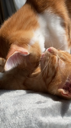 忘れない…の記事動画