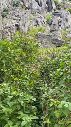 なぜ人は聖地へ行くのかの記事動画