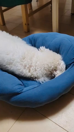 愛犬 MOKOの事..の記事動画