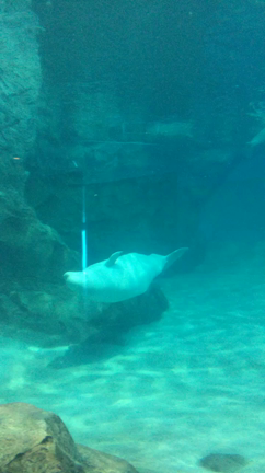 名古屋港水族館編の記事動画