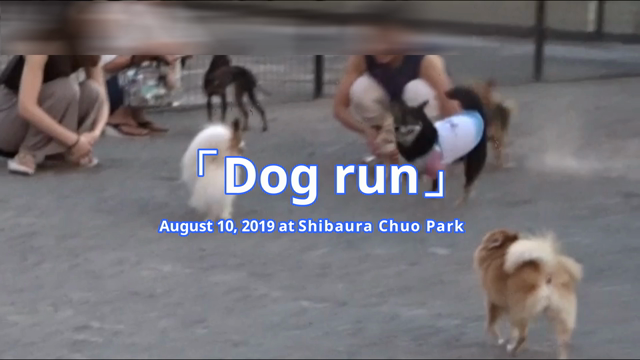 Dog runの記事動画