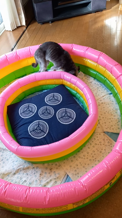 すっかりご無沙汰しております、嬉しいお知らせと近況報告などの記事動画