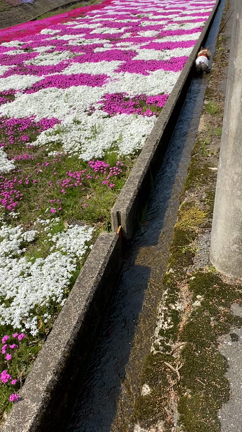 芝桜目当てのお出かけが・・・の記事動画