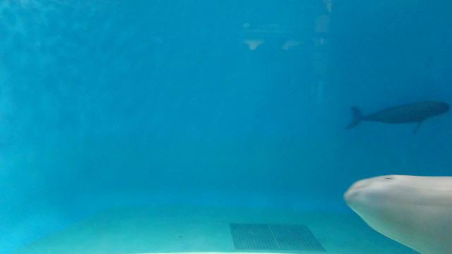 下関海峡館の記事動画