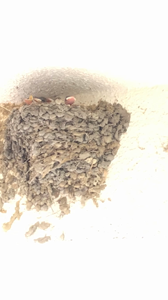 チャンスや幸運が舞い込んでくる！？の記事動画