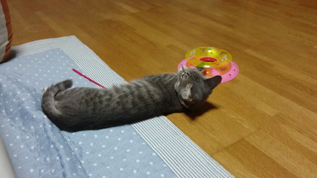 一人遊びの記事動画