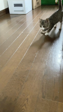 アーニャだよの記事動画