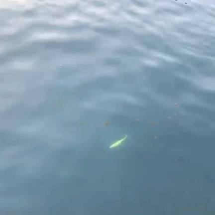 ファイナルウェポン 取扱始めました。の記事動画