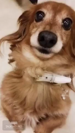 Coco便り♪の記事動画