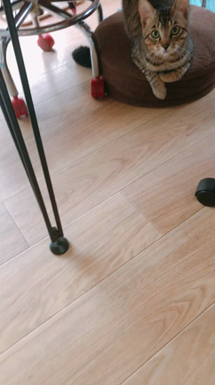 うちのニャンズ全員集合の初動画です〜の記事動画