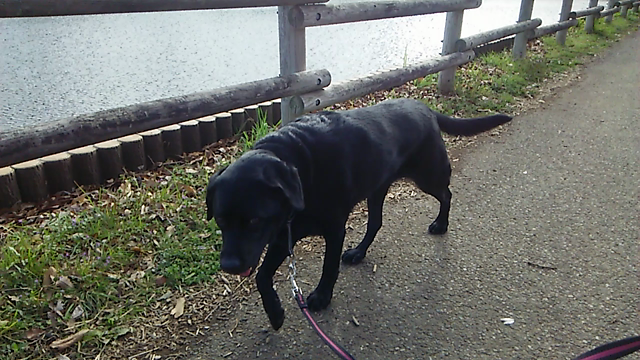 朝ん歩の記事動画