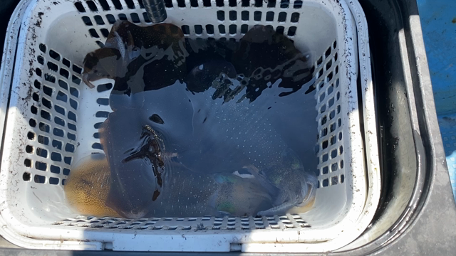 9/16 ティップラン便‼︎の記事動画