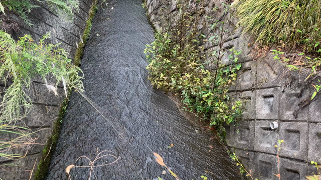 朝の小径の花たち❤❤❤の記事動画