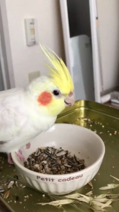 bird is missingの記事動画