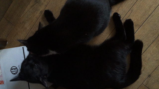 眠たいにゃ〜！の記事動画