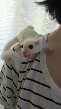 ニューフェイス 桃矢です♥️の記事動画