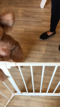 チョコシャンプーの記事動画