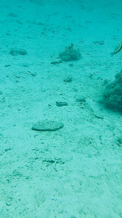 夢かなvol.440は沖縄旅行の話&心理テスト！の記事動画